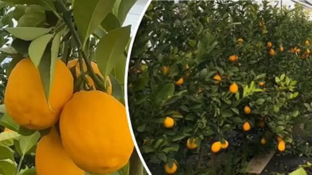 Hvorfor blomstrer ikke Meyer-sitronen din: de viktigste hemmelighetene bak god stell