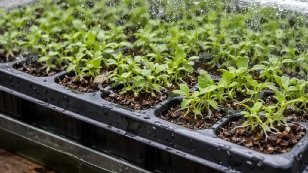 Død i lobelia-småplanter i brett kan stoppes med et enkelt triks